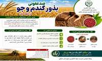 ضدعفونی بذور گندم و جو